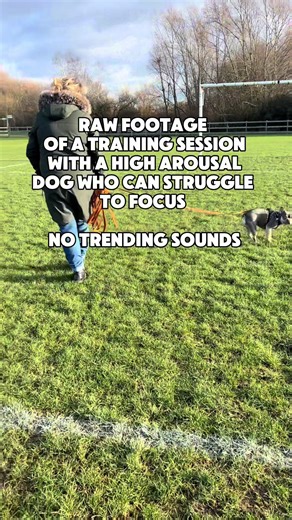 When training a dog who can become easily over stimulated, it’s important to adjust your expectations. At the start of this session, Bruce was hyper vigilant and not very responsive. Rather than asking him for a calm, stationary behaviour straight away, we met him where he was at. We added movement and rewarded him for moving with us and offering any kind of engagement or contact. As the session progressed and his arousal levels came down, we gradually slowed the movement and introduced a couple