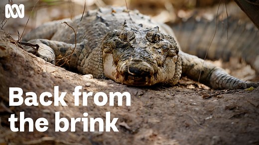 🐊 Salties are getting bigger — and their behaviour is changing. Full story: https://ab.co/3o7FwYR It's been 50 years since the NT banned the hunting of saltwater crocodiles. Since then, the ancient reptile has made an extraordinary comeback. 📺 Watch Crocodile Territory: Protecting a Predator on ABC iview: https://bit.ly/CrocodileTerritory Get more news from the NT here: https://bit.ly/AbcNtNews Listen to ABC Radio Darwin here: https://bit.ly/DarwinRadioLive Get in contact with us via Messenger