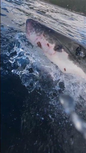Close Call with a Great White Shark 🎬 Mike Coots #GoPro