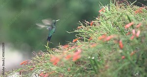 The blue-chinned sapphire hummingbird on the firecracker plant - a slow-motion shot
