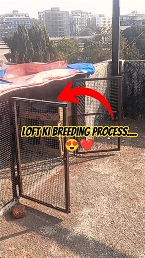loft ki breeding process....😍❤️ #pigeon #kabutar #viral #shorts #trending