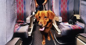 24 Pets Died Flying With U.S. Carriers Last Year. 18 Were On United.