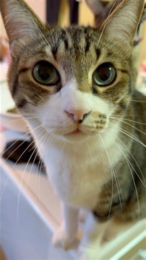 おしゃべり上手 #我が家の日常 #cat #cute #おしゃべりペット