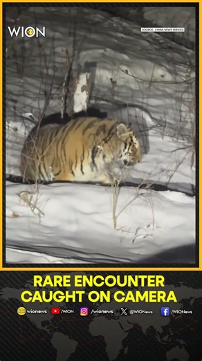 China: Siberian Tiger Spotted Just Meters Away in China Village