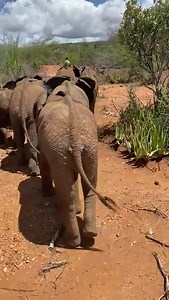 So many wonderful, flapping ears! Unlike humans, elephants cannot depend on sweat to cool them down, as their only sweat glands are between their toes. 👀 On hot days like today, elephants use their ears as a fan, to regulate their body temperature. By flapping their ears, they can cool their bodies by up to 5° Celcius (that is 9° Fahrenheit)! - - Video © Reteti Elephant Sanctuary #reteti #retetielephants #elephants #northernkenya #conservation #communityconservation | Reteti Elephant Sanctuary
