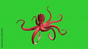 Real Octopus moving on green screen sealife