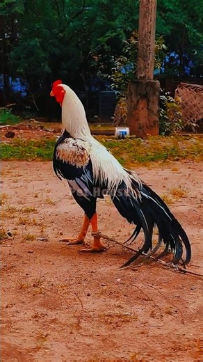 World’s Top Fighter Asil Murga 🐓 | Powerful Asil Rooster Action | Best Fighter Chicken Shorts