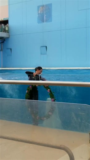 #イルカショー #イルカ #🐬 #水族館 #横浜 #八景島シーパラダイス