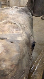 173K views · 10K reactions | Our baby black rhino is getting a little...