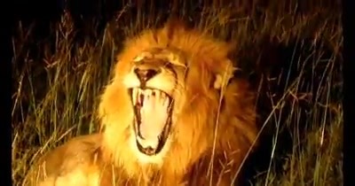 African Lion roaring #lionroar #foryou #fyp #fypシ