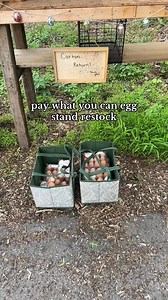 11 dozen restocked🥚 #eggstand #paywhatyoucaneggstand #farmfresheggs #chickens | Ambas life