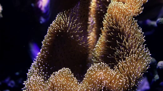 Incredible Octopus Facts, Colour-Changing Geniuses of the Deep Sea!