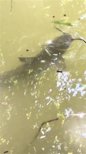 Exploring Catfish in Guadalupe River, Spring Branch Texas