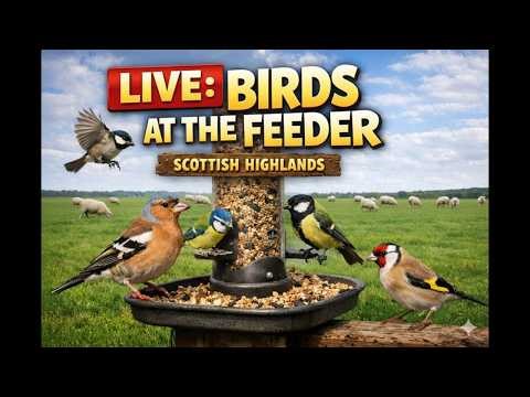 Live | Wild Highland Birds | Interactive Feeder Cam 🐦