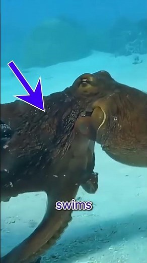Three Hearts, One Incredible Animal🐙