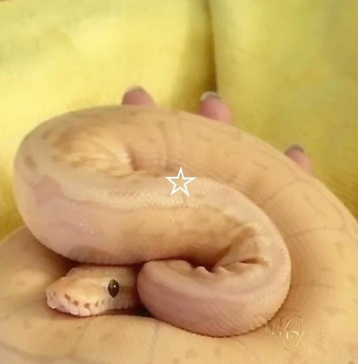 I luv Banana ball pythons!!