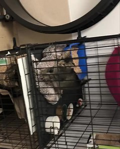 19K views · 164 reactions | The rarest of all tabby coat patterns — the ticked tabby! Rarer still, different coloured littermates with ticked coats. These handsome boys are waiting to meet you. Call 204 421-1919 to make an appointment to meet Stegosaur and Raptor. | Craig Street Cats | Facebook