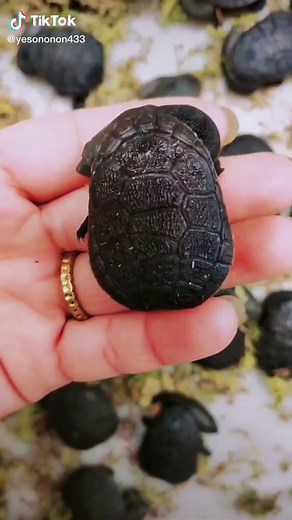 This long necked turtle has survived in the Cretaceous The long neck won't shrink into the shell