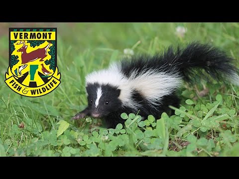 Scat and Tracks S3E4: The Striped Skunk