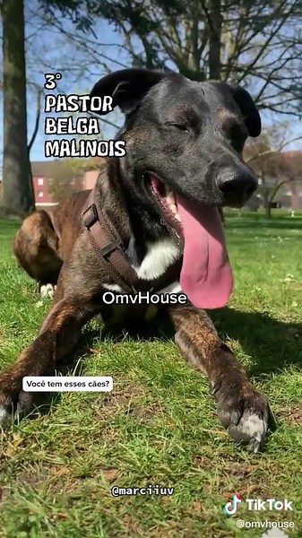 Explore Various Dog Breeds in Vibrant Settings