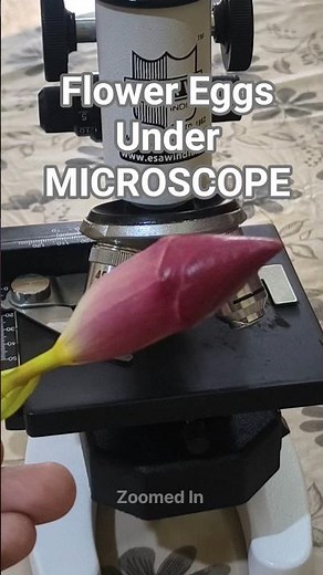 Flower 🌺 Eggs under Microscope. #microscope #science #experiment