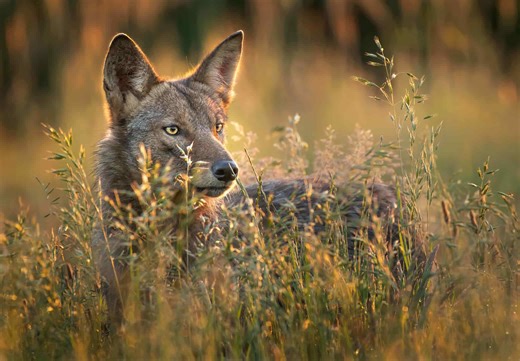 These States Have the Largest Coyote Populations in America