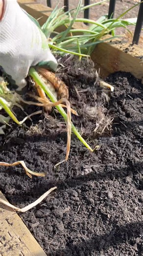 Harvest #shallots #homegrown #vegetables #garden #FreshGarden | GrowwithChea