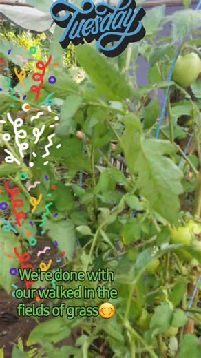 3 comments | My Tuesday morning...a walk in the grass fields with my dog clover ...#pets #dog #clover #followers #viewers #nonfollowers #reelschallenge #engagement #contentcreator #adayinmylife | Lamparas Ida | Facebook