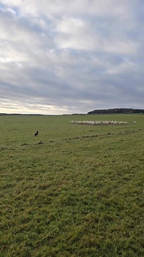 When the collies are away on another job but there's sheep to be moved Tia the patterdale steps in 😆 | Dorrery Farm & Highland Ponies