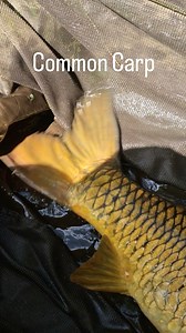 1K views · 52 reactions | The common carp (Cyprinus carpio) is a...