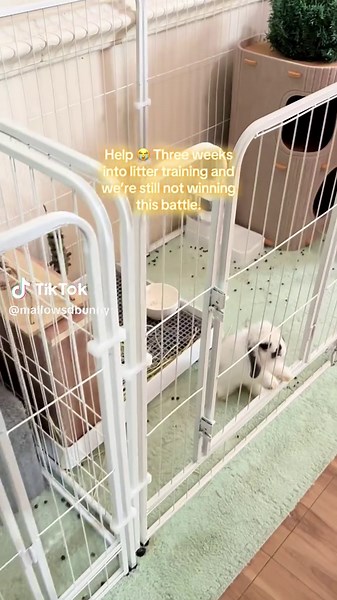 Litter Training Tips for Your Bunny