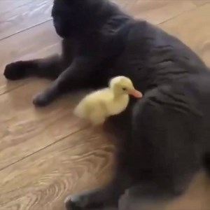 16K views · 584 reactions | Duck memes on Reels | Facebook