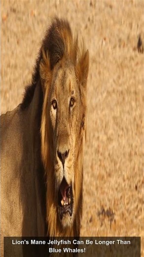 5 Giant Sea Creatures That Actually Exist! 🌊