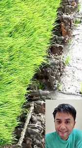 2.4K views | Begini cara kerja mesin tanam padi disawah #pertanian #hortikultura | Rumah Agrotani | Facebook