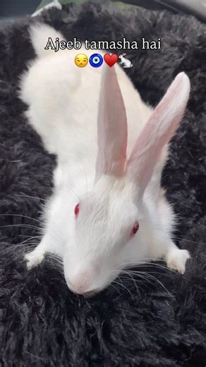 CASSIE THE BUNFLUENCER🐇 | Ajeeb tamasha hai😒🧿♥️🐇 #rabbit #bunny #viral #indianbunny #indian #cuteanimals #explore #fyp... | Instagram