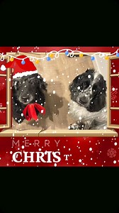 Dog Digital on Reels