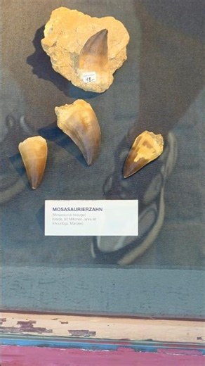 80-Million-Year-Old Fossils from Morocco Being Sold in Zürich Switzerland #fossils #morocco #sale