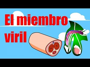 🍆The Manhood 👉 How does an erection occur? 🔥