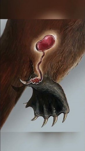 El Ornitorrinco es mas raro de lo que creías | Así es el Ornitorrinco #curiosidades #animals