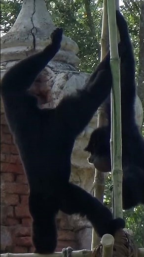 Rare Footage: Siamang Gibbon Incredible Tree-Swinging Skills #wildlife #gibbon #rare