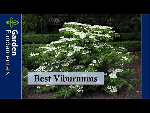 Best Viburnums and How to Avoid the Viburnum Beetle
