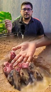 1M views · 8.9K reactions | Mangur Fish Completely Banned in India...