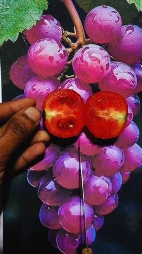 Realistic Red Grapes Drawing | Hyper Detailed Pencil Art on Paper #usa