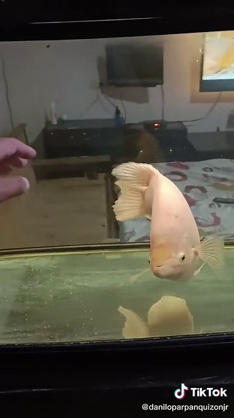 isang parang Gaago 😁#giantgourami