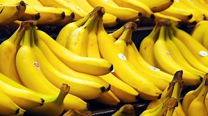 Banano peruano retrocede en 2025: Escasez hídrica y aranceles amenazan su recuperación