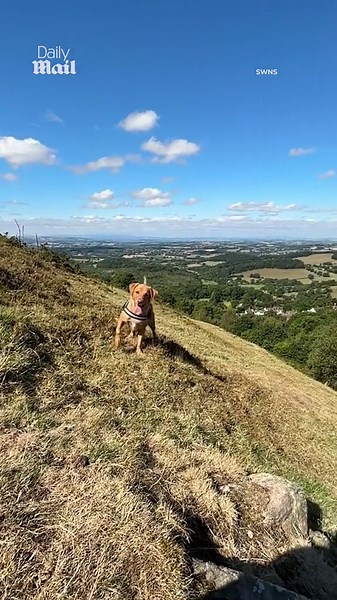 Dog walker captures an alleged UFO speeding through the sky