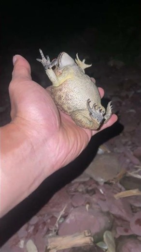 You Can't Help but Laugh at This Toad!