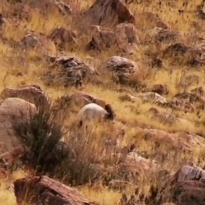 27K views · 760 reactions | #hunting | Markhor Hunting | Facebook