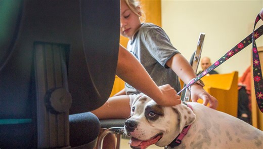 Rescued boxer to become Oregon's first CASA dog for foster kids