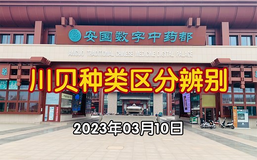 中药材市场川贝种类介绍